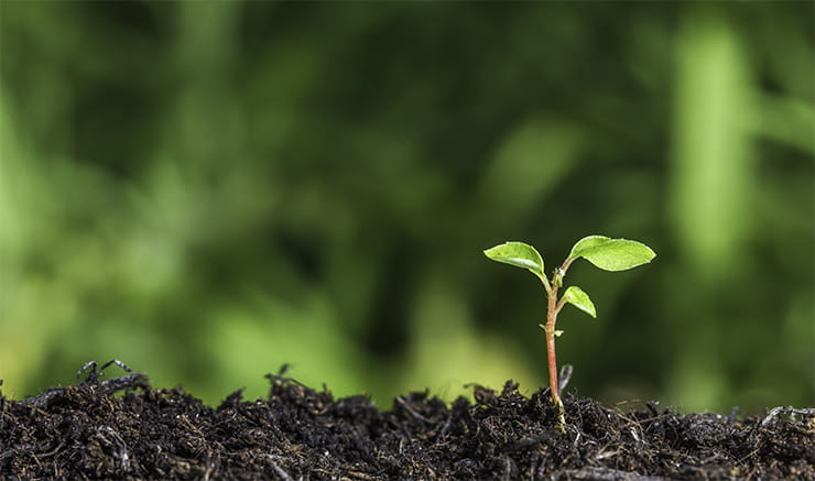 Young plant sprouting from ground